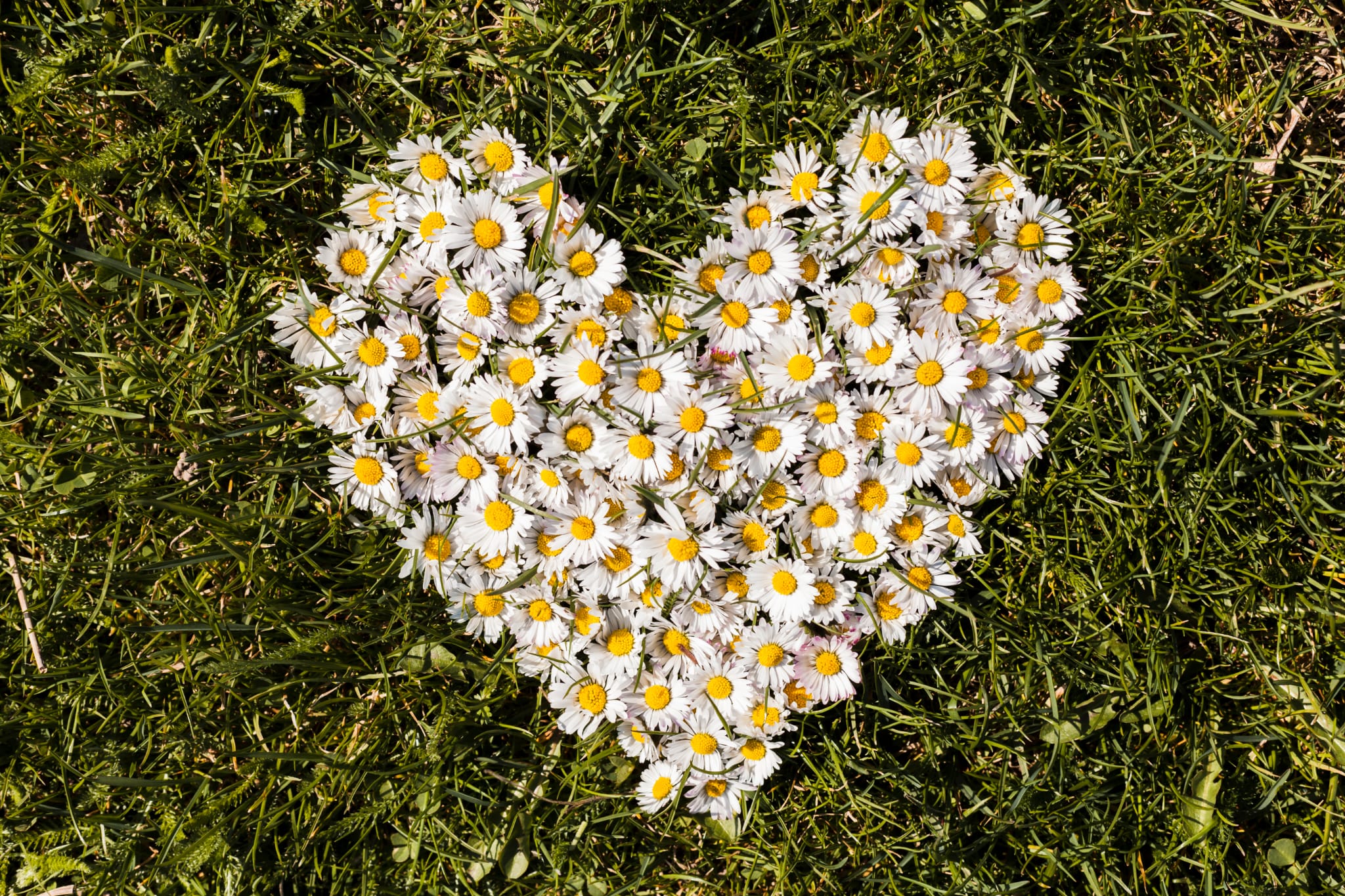 corazón de flores bonito